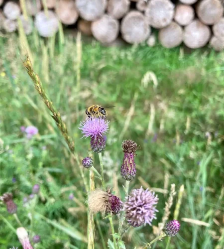 Naturtherapie bedeutet, Innehalten und auf die Details achten.